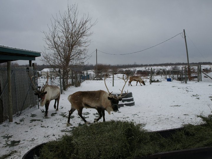 Reindeer